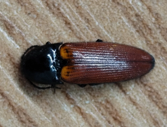 Ampedus