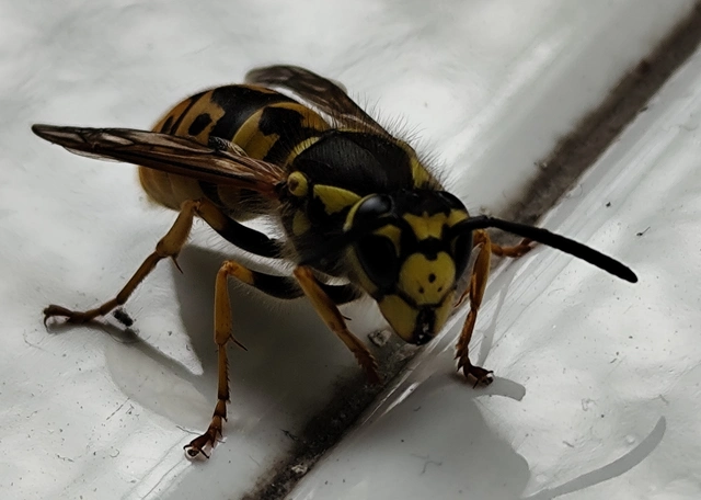 Vespula