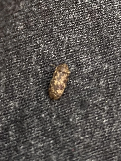 Xestobium rufovillosum - nagy álszú