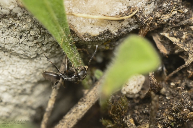Tapinoma erraticum - kóborhangya