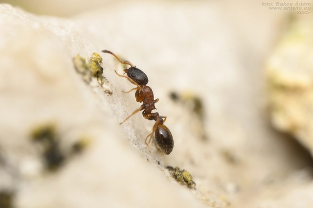 Temnothorax nigriceps - feketefejű kéreghangya