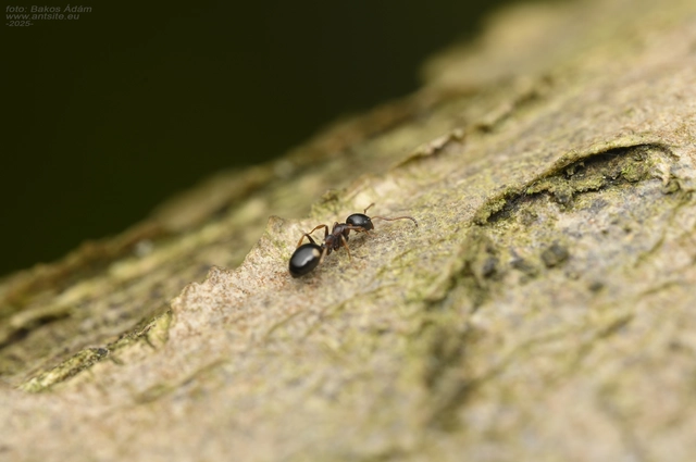 Dolichoderus quadripunctatus - négypettyes erdeihangya