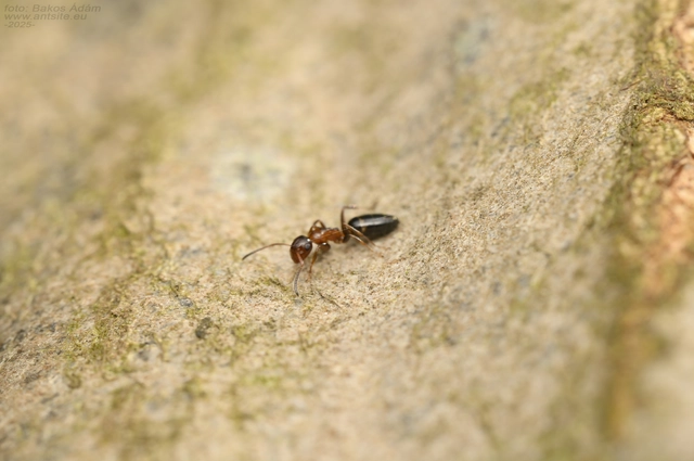 Colobopsis truncata - kapushangya