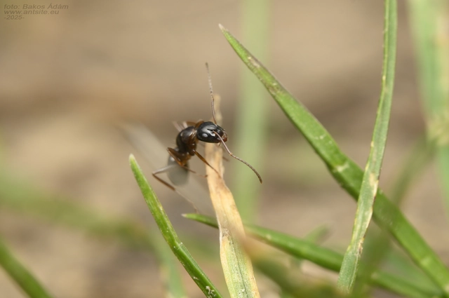 Camponotus fallax - ligeti lóhangya