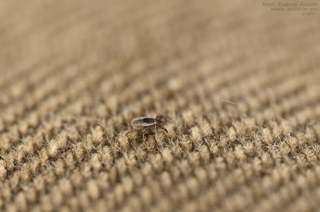 Ixodes ricinus - közönséges kullancs