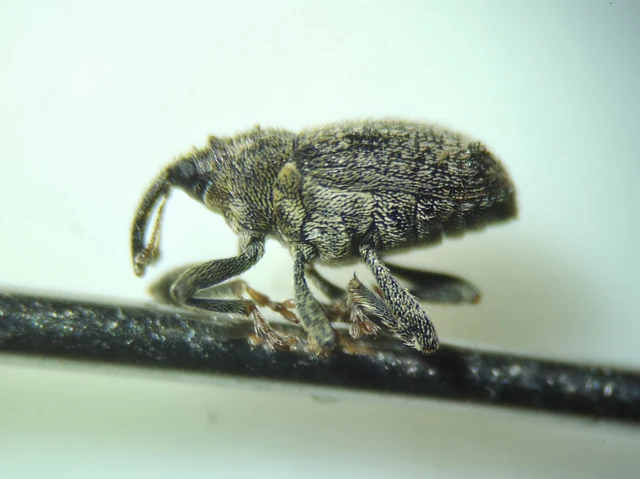 Ceutorhynchus pallidactylus - szőrös repce-ceutormányos