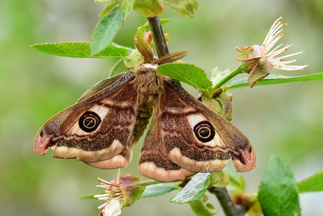 Saturnia pavoniella/pavonia