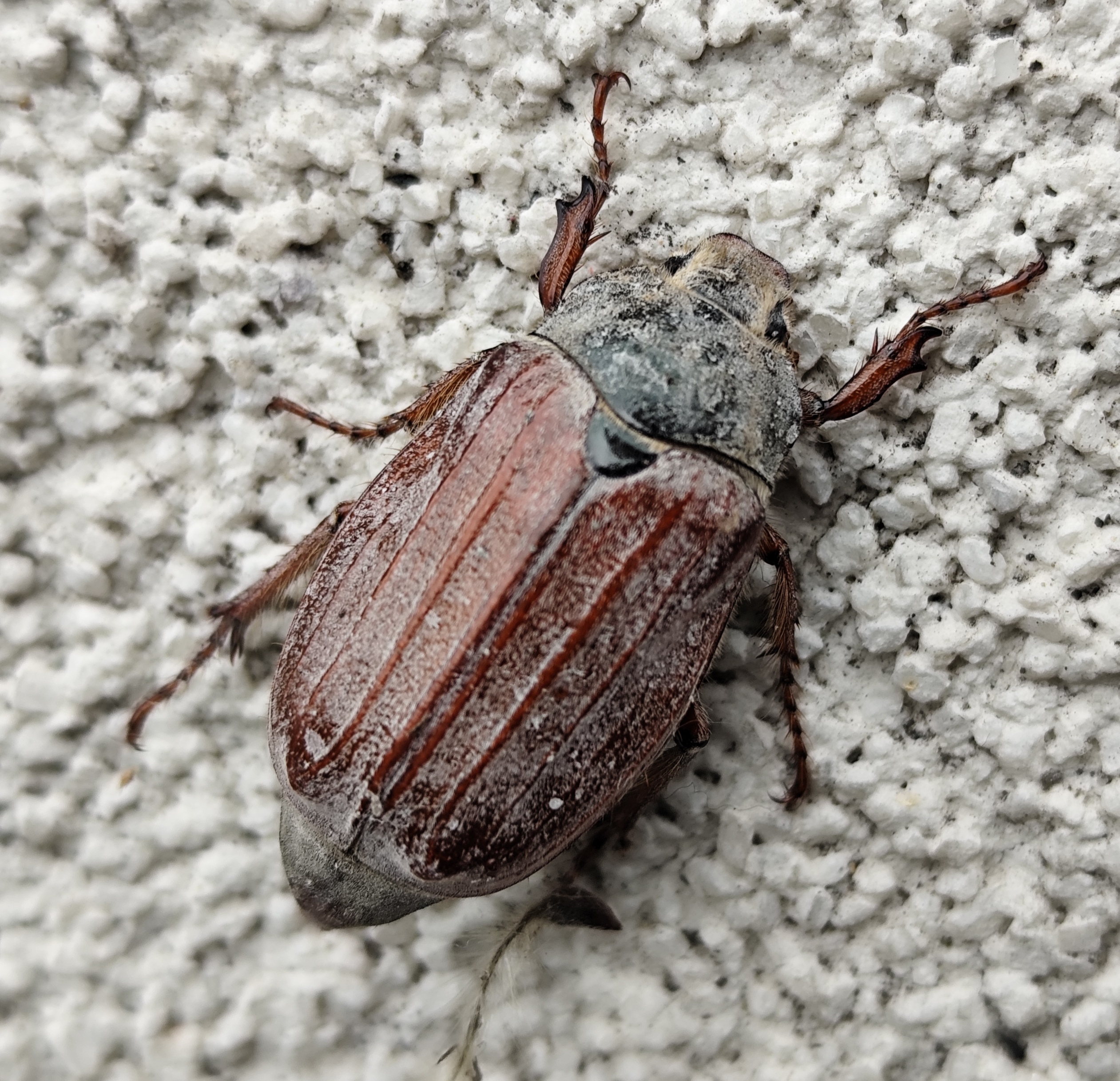 Melolontha pectoralis - hamvas cserebogár