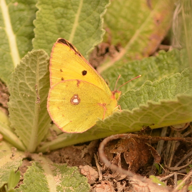 Colias erate - csángó-kéneslepke