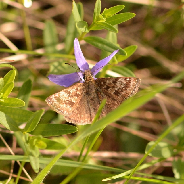 Erynnis tages - cigánylepke