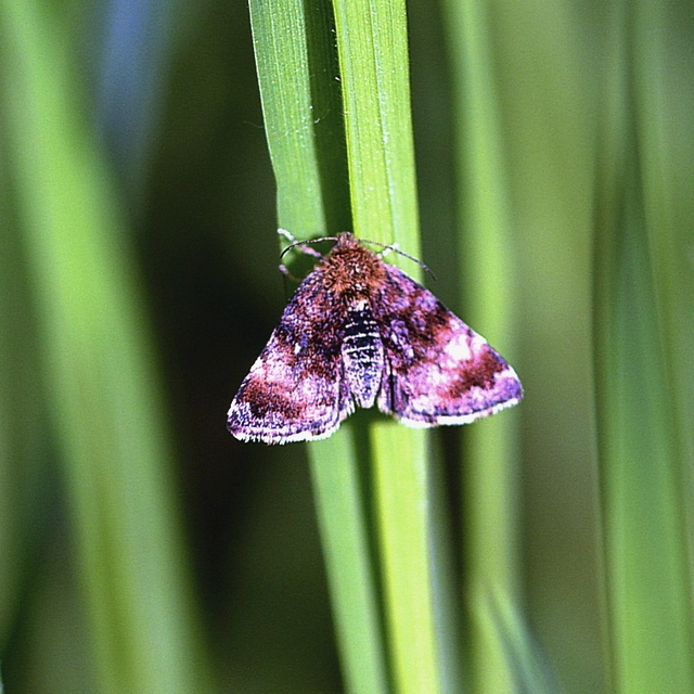 Panemeria tenebrata - apró sárgabagoly