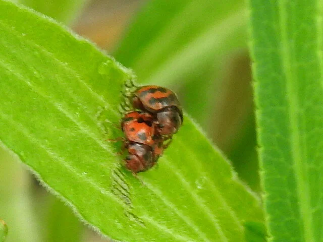 Subcoccinella vigintiquatuorpunctata - lucernaböde