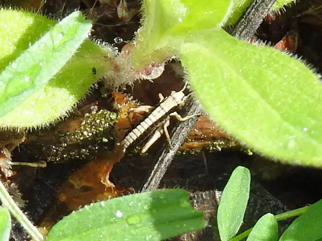 Pholidoptera