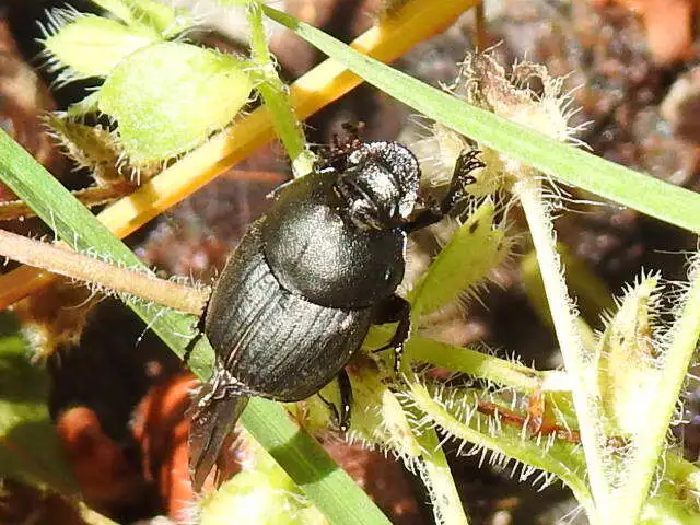 Onthophagus verticicornis - fekete trágyatúró