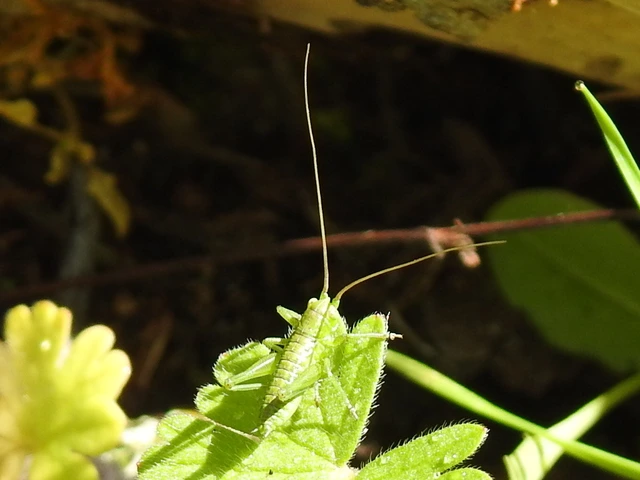 Tettigonia