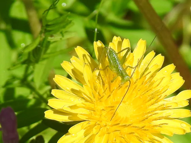 Tettigonia