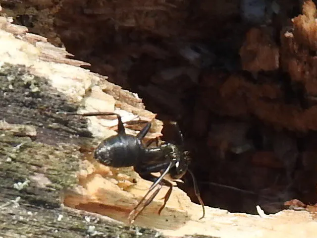 Camponotus vagus - fekete lóhangya