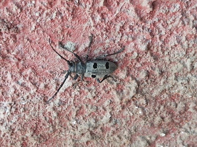 Morimus asper funereus - gyászcincér