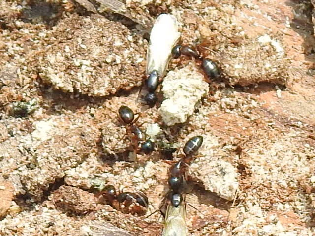 Camponotus fallax - ligeti lóhangya