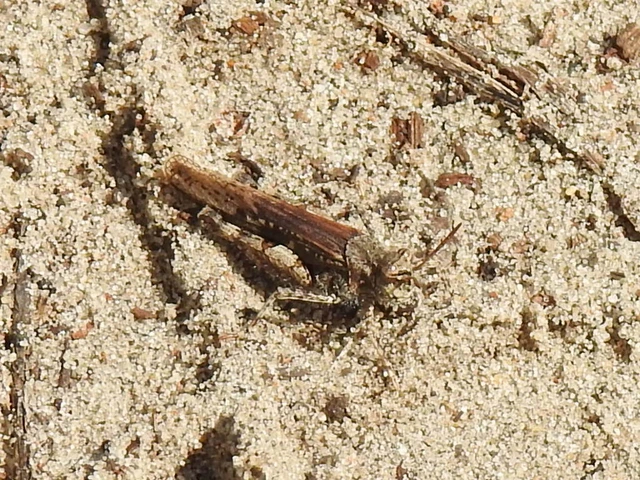 Acrotylus insubricus - önbeásósáska