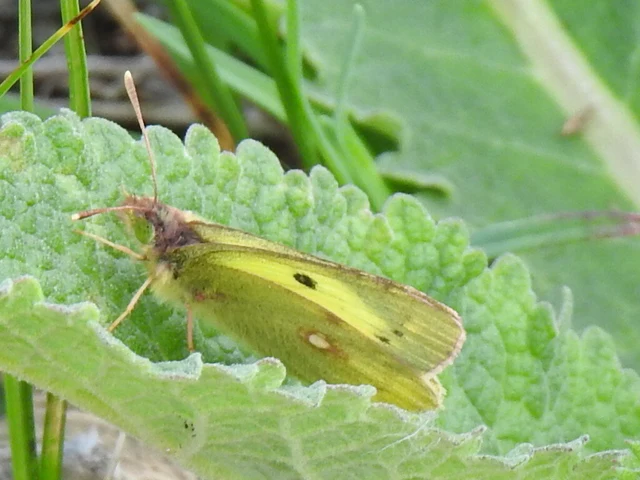 Colias erate - csángó-kéneslepke