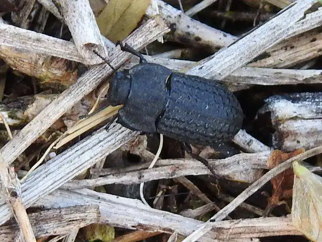 Opatrum sabulosum - sároshátú gyászbogár