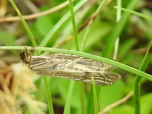 Thisanotia chrysonuchella - tavaszi fűgyökérmoly