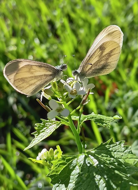 Leptidea sinapis - mustárlepke