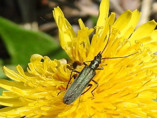 Oedemera