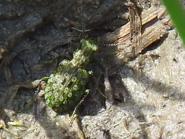 Elaphrus riparius - közönséges iszapfutó