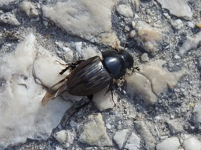 Aphodius luridus - tarka trágyabogár