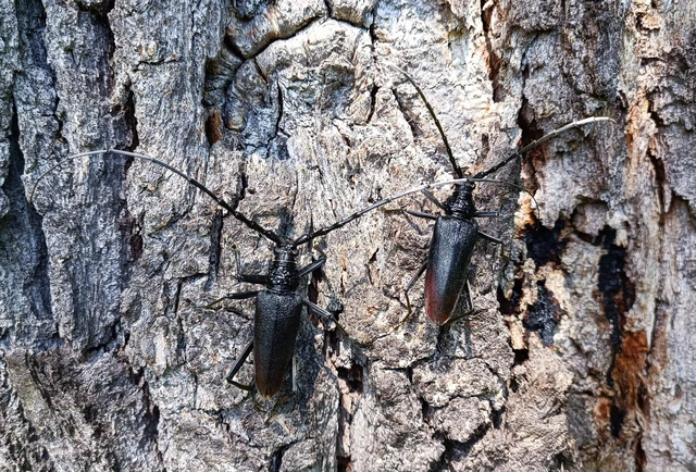 Cerambyx cerdo - nagy hőscincér
