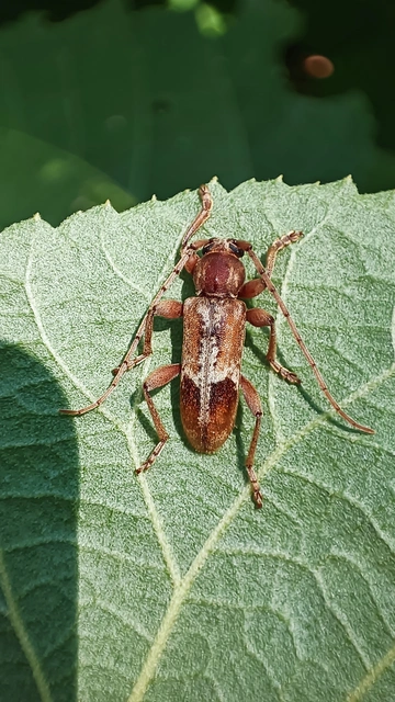 Trichoferus pallidus - sápadt éjicincér