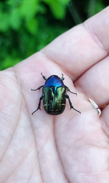 Cetonia aurata - aranyos virágbogár