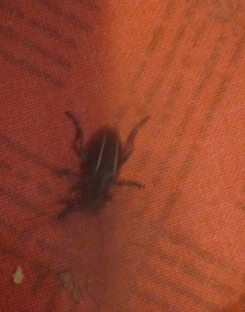 Neodorcadion bilineatum - kétsávos földicincér
