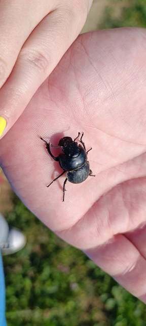 Lethrus apterus - nagyfejű csajkó