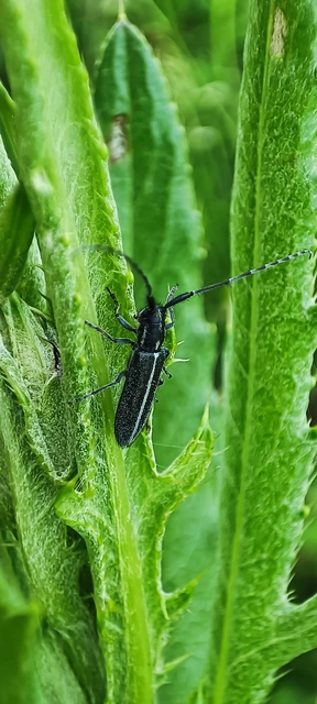 Agapanthia cardui - sávos bogáncscincér