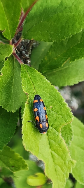 Ptosima undecimmaculata - sárgafoltos díszbogár