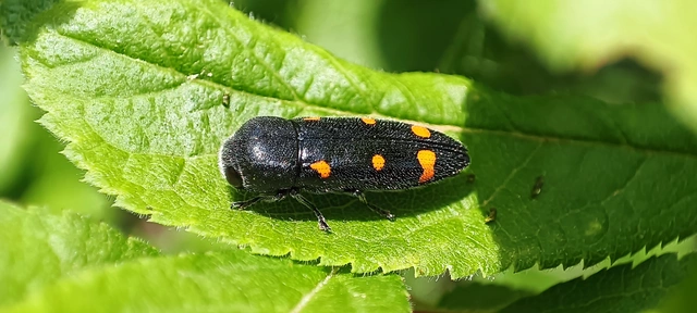 Ptosima undecimmaculata - sárgafoltos díszbogár