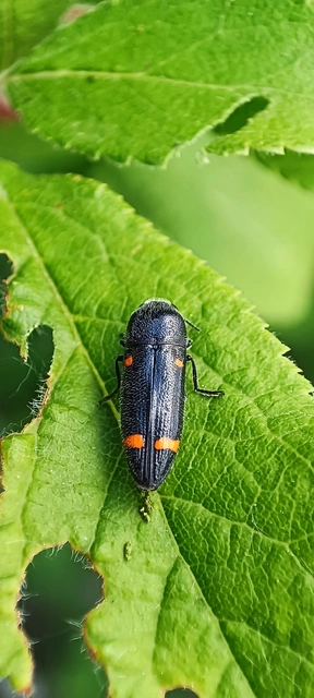 Ptosima undecimmaculata - sárgafoltos díszbogár