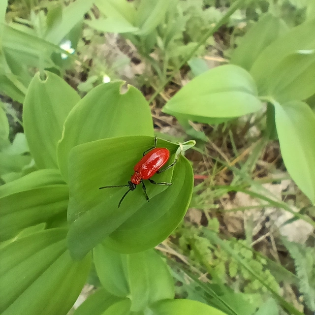 Lilioceris lilii - közönséges liliombogár Lilioceris lilii - közönséges liliombogár