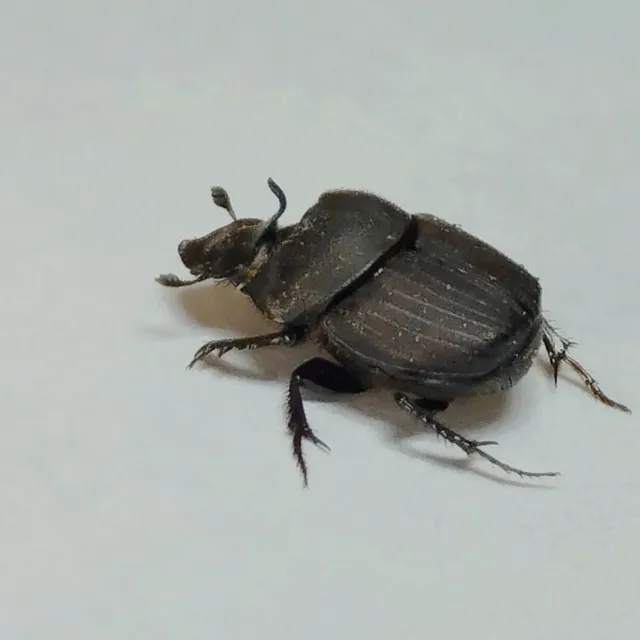 Onthophagus verticicornis - fekete trágyatúró