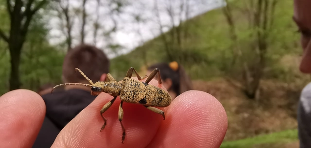 Rhagium mordax - cser-tövisescincér
