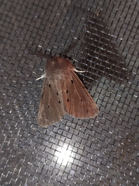 Diaphora mendica - felemás medvelepke