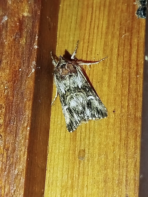 Calophasia lunula - gyújtoványfű-apróbagoly