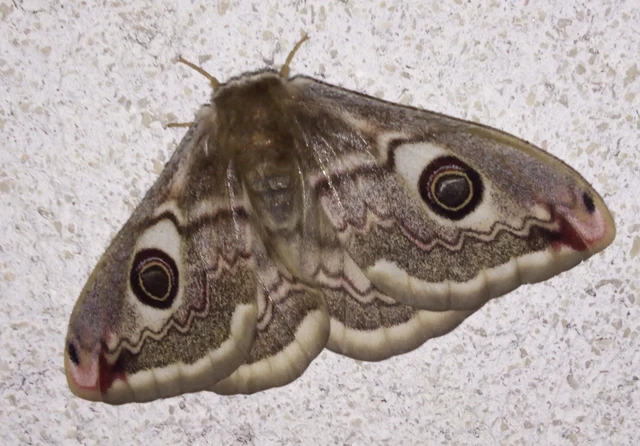 Saturnia pavoniella/pavonia