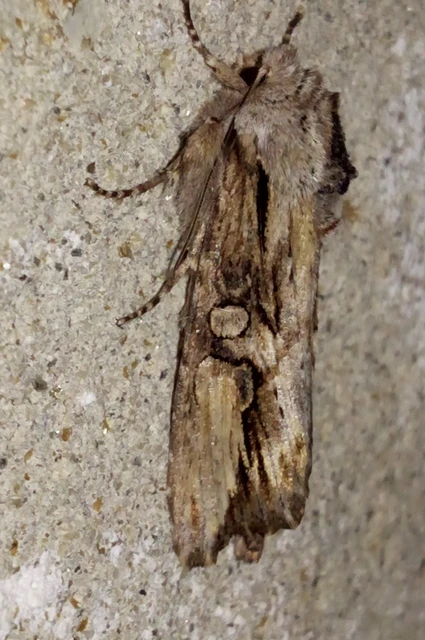 Egira conspicillaris - változékony szürkebagoly