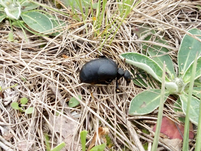 Meloe scabriusculus - érdes nünüke