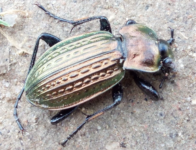 Carabus ulrichii - rezes futrinka Carabus ulrichii - rezes futrinka