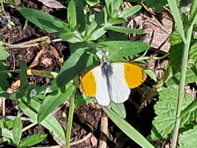 Anthocharis cardamines - hajnalpírlepke